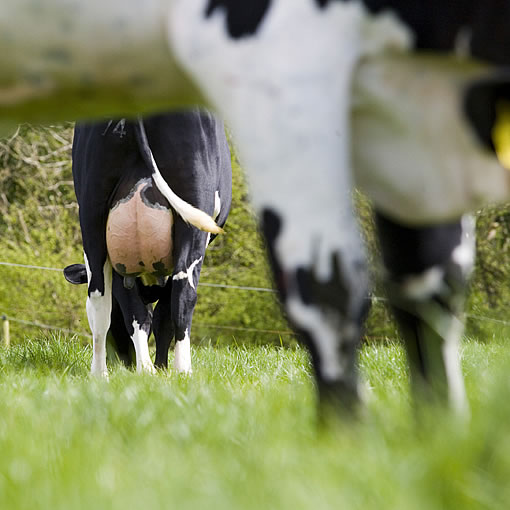 Durchblick - F1-Kreuzungs-Kuh Norwegisches Rotvieh x Holstein in Irland
