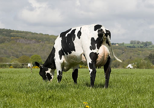 F1-Kreuzungs-Kuh Norwegisches Rotvieh x Holstein in Irland