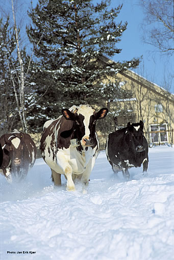 Norwegische Rotvieh-Kühe im Schnee