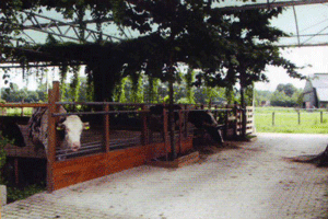Kühe in einem Kuhgarten