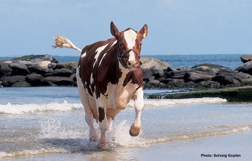 Norwegische Rotvieh-Kuh im Wasser
