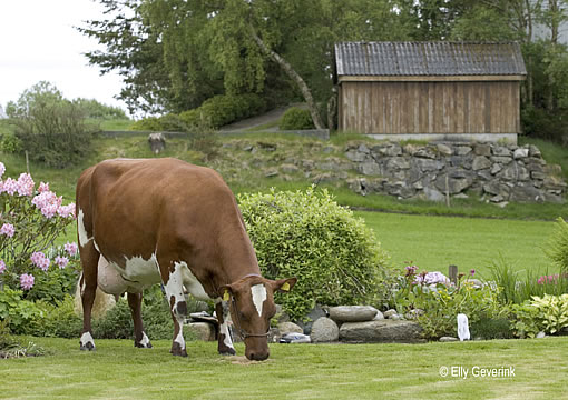 Norwegische Rotvieh-Kuh im Garten