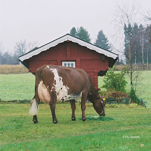Norwegische Rotvieh-Kuh vor einer Hütte