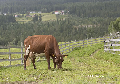 Norwegische Rotvieh-Kuh auf einem Berg in Norwegen