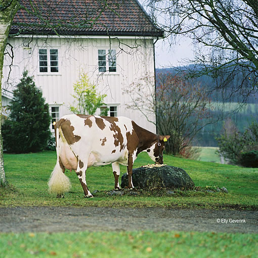 Norwegische Rotvieh-Kuh vor einem Haus