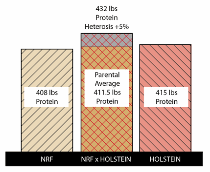 Grafik Beispiel des Heterosiseffekts für Eiweiß bei einem NRF x Holstein Kreuzung
