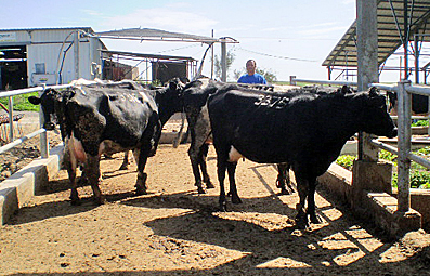Kühe in Israel