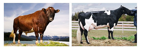 Norwegischer Rotvieh-Bulle und Kreuzungskuh Norwegisches Rotvieh x Holstein